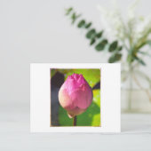 ハスの出芽写真はがき ポストカード (スタンド正面)