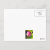 ハスの出芽写真はがき ポストカード (裏面)