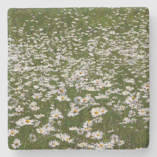 ハスの花畑のアラスカの野生の花 ストーンコースター (正面)