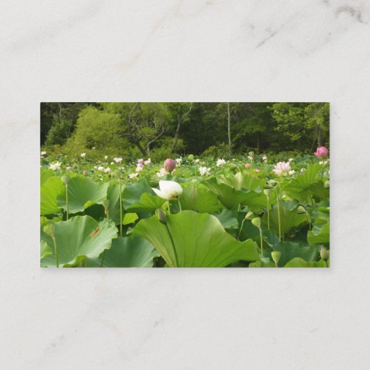 ハスの花畑 名刺 (裏面)