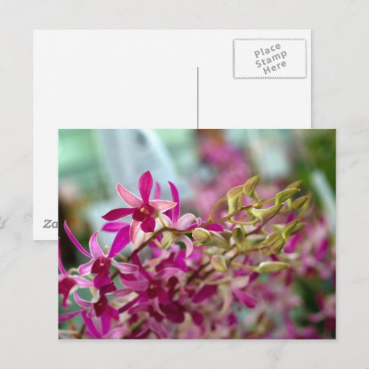 ハスの花 ポストカード (正面/裏面)