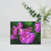 ハスの花 ポストカード (スタンド正面)