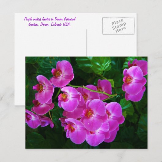 ハスの花 ポストカード (正面/裏面)