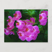 ハスの花 ポストカード (正面)