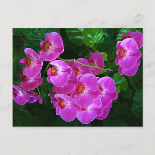 ハスの花 ポストカード (正面)