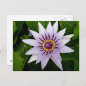 ハスの花 ポストカード (正面/裏面)
