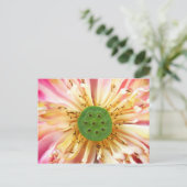 ハスの花 ポストカード (スタンド正面)