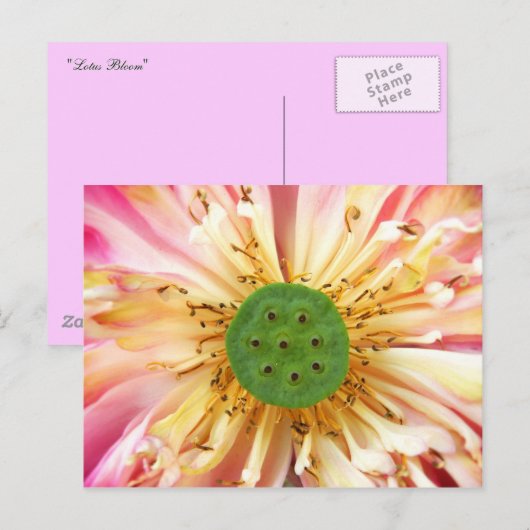 ハスの花 ポストカード (正面/裏面)