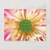 ハスの花 ポストカード (正面)