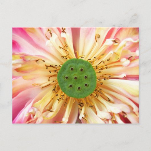 ハスの花 ポストカード (正面)