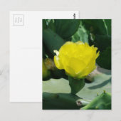 ハスの花 ポストカード (正面/裏面)