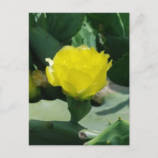 ハスの花 ポストカード (正面)