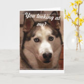 ハスキおもしろいー誕生日 カード (黄色い花)