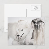 ハスキーで女の子 ポストカード (正面/裏面)