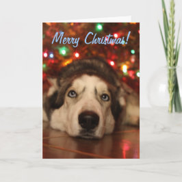 ハスキーなクリスマスの挨拶状 シーズンカード