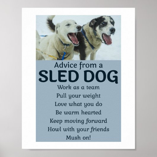 ハスキーなソリ犬レーシングアラスカンレーサー ポスター (正面)