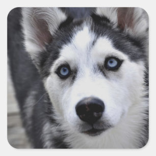 ハスキーな子犬のステッカー スクエアシール