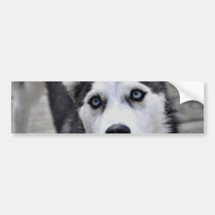 ハスキーな子犬のバンパーステッカー バンパーステッカー