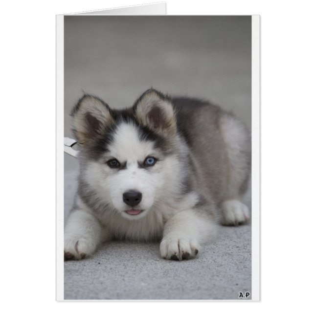 ハスキーな子犬 (正面)