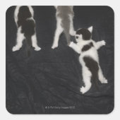 ハスキーな子犬 スクエアシール (正面)