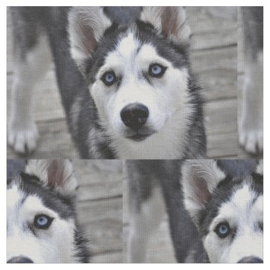 ハスキーな子犬 ファブリック (クローズアップ)