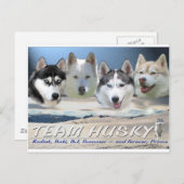 ハスキーな犬のそり ポストカード (正面/裏面)