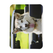 ハスキーに乗る マグネット (縦)