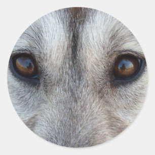 ハスキーのステッカーSilian Husky Wolf Pupステッカー ラウンドシール