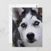 ハスキーの子犬はがき ポストカード (正面/裏面)