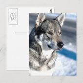 ハスキーの雪はがき ポストカード (正面/裏面)