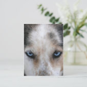 ハスキーの青い目のはがき ポストカード (スタンド正面)