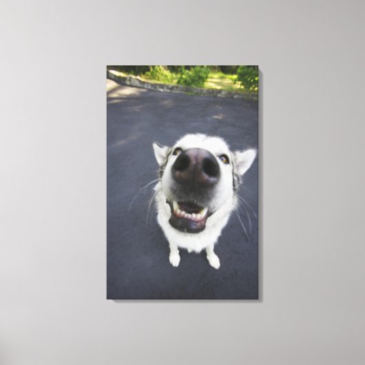 ハスキーの鼻のクローズアップ キャンバスプリント (正面)