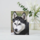 ハスキーの ポストカード (スタンド正面)