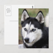 ハスキーの ポストカード (正面/裏面)