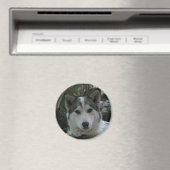 ハスキーの マグネット (インサイチュ (食洗機))