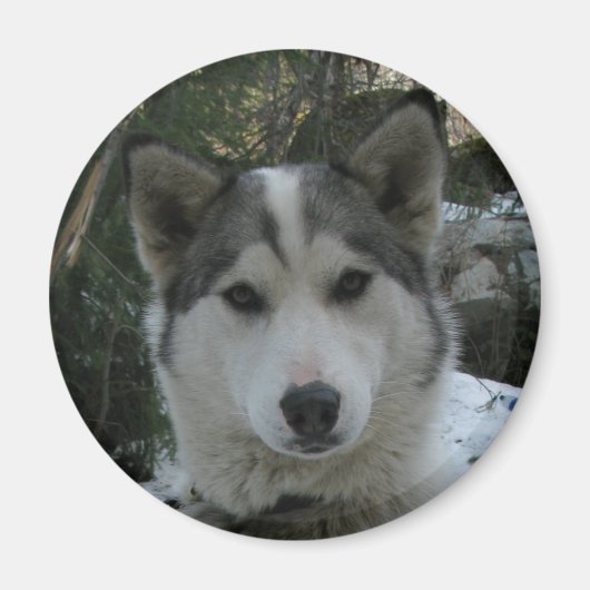 ハスキーの マグネット (正面)