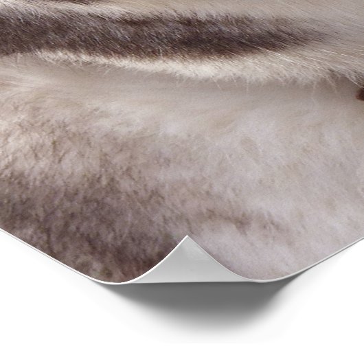 ハスキーアートプリントスリング犬アートのポスターハスキーギフト ポスター (角)