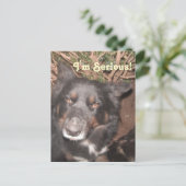 ハスキーコリクロス ポストカード (スタンド正面)