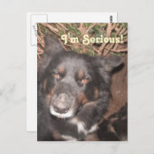 ハスキーコリクロス ポストカード (正面/裏面)