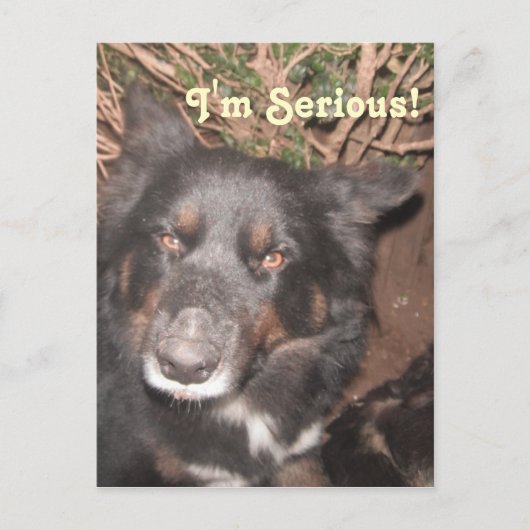 ハスキーコリクロス ポストカード (正面)