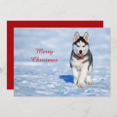ハスキーパピー雪の写真クリスマスフラット シーズンカード (正面/裏面)