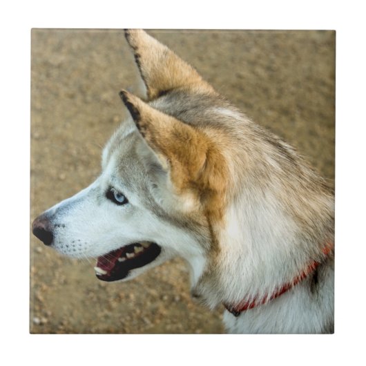 ハスキーポートレート タイル (正面)