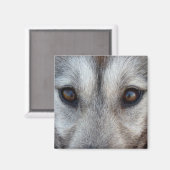 ハスキー冷蔵庫用マグネットそり犬ウルフマグネット/ギフト マグネット (正面/裏面)