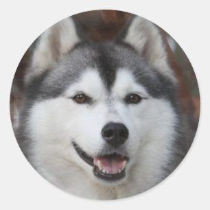 ハスキー犬のシール ラウンドシール