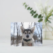 ハスキー犬の子犬の屋外ポートレート ポストカード (スタンド正面)