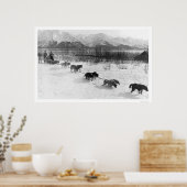 ハスキー犬チームアラスカ1918 ポスター (キッチン)