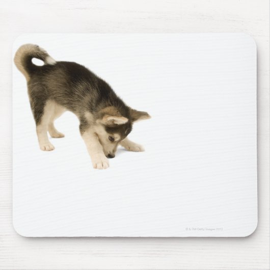 ハスキー犬2 マウスパッド (正面)