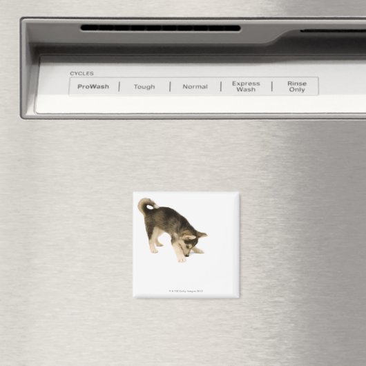 ハスキー犬2 マグネット (インサイチュ (食洗機))