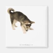 ハスキー犬2 マグネット (正面)