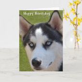 ハスキー誕生日カード カード (黄色い花)